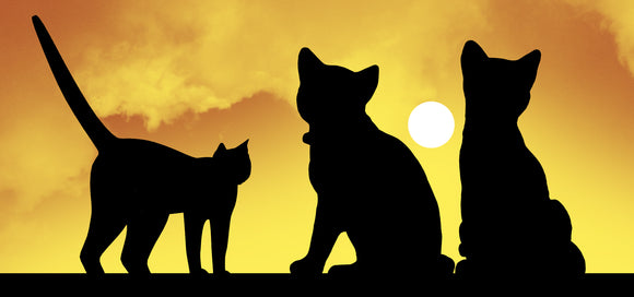 International Cat Day Celebration!